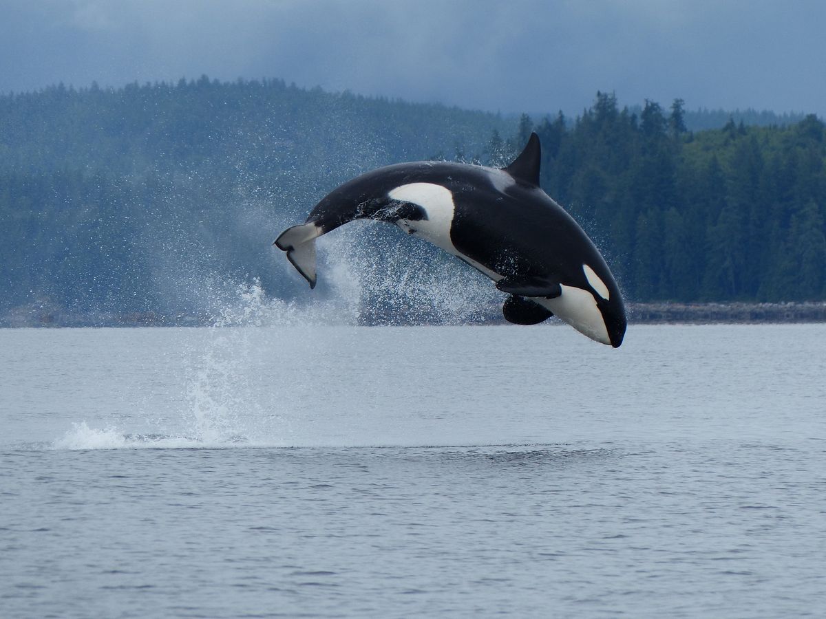 Whale and Bear Watching Whale and Bear Watching